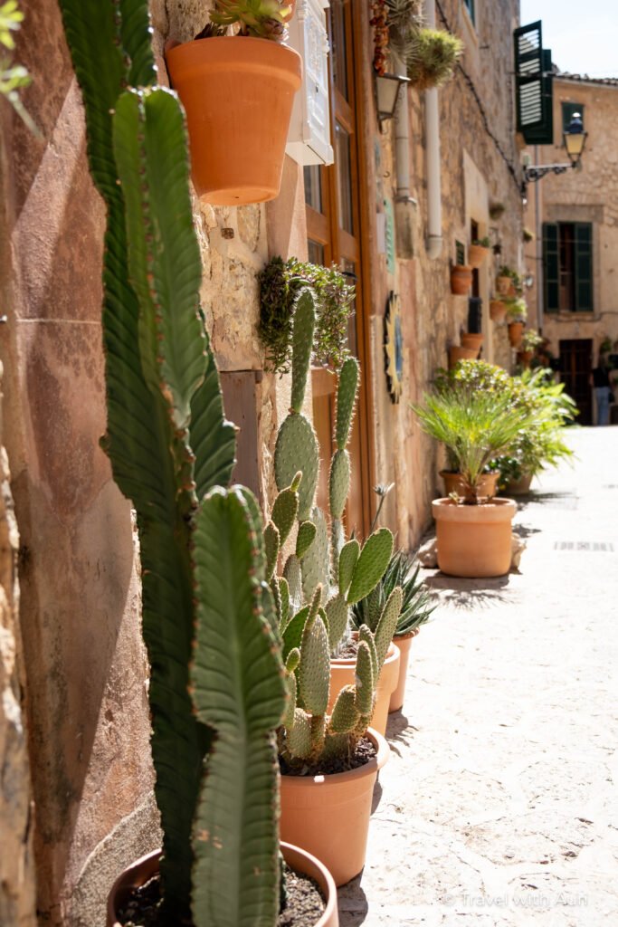 Cactus à Majorque en Espagne avec description des services d'un travel planner