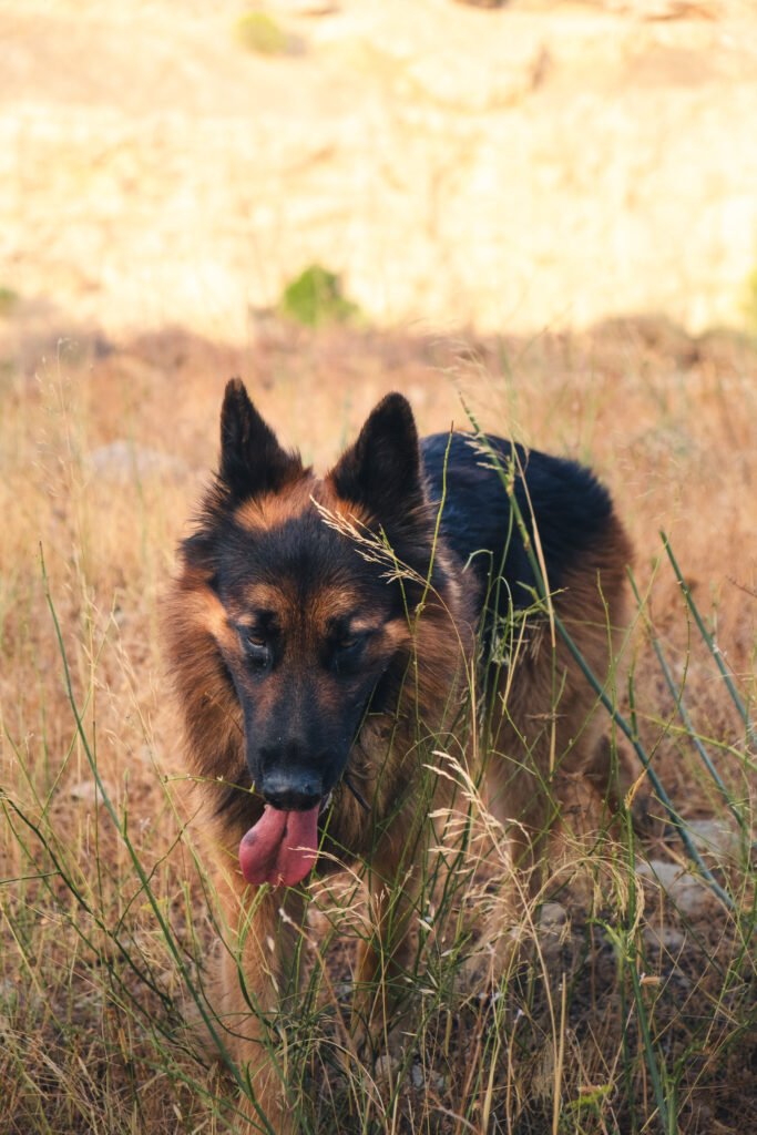 Berger allemand dans un champ, possiblement lors d'un voyage organisé en Espagne