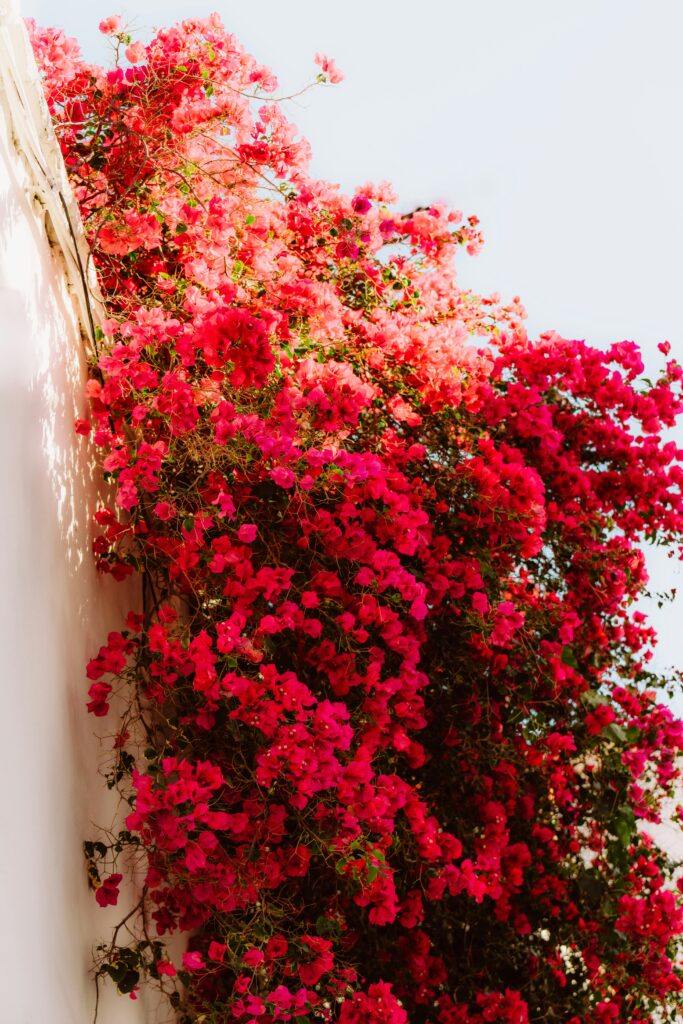 Mur blanc recouvert d'un bougainvillier rouge éclatante en Espagne, pour des services de travel planning en Espagne.