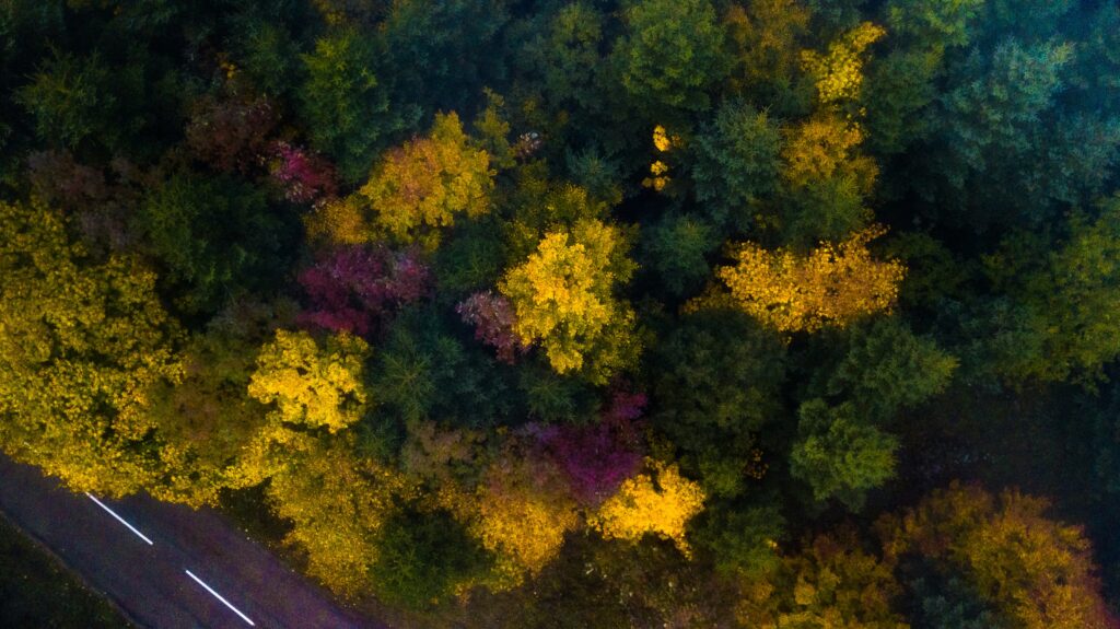 Vue supérieure d'une forêt dans l'arrière-pays de Valence en Espagne.